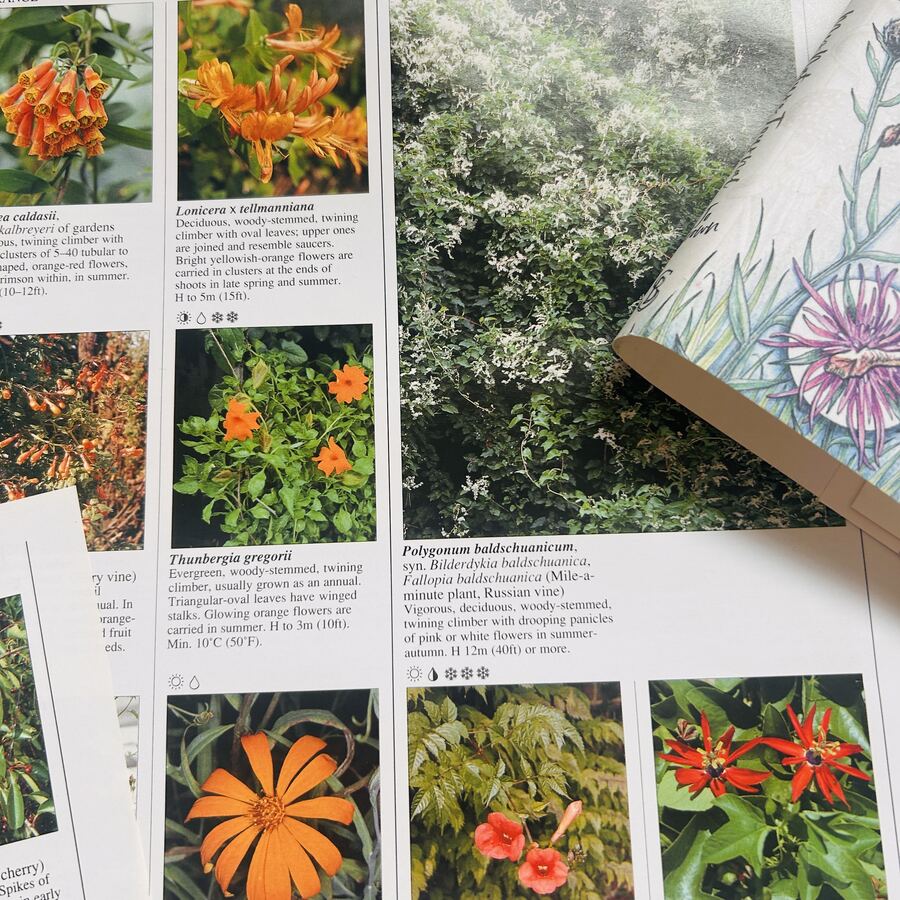 Pages showing climbing plants and a passion-flower drawing