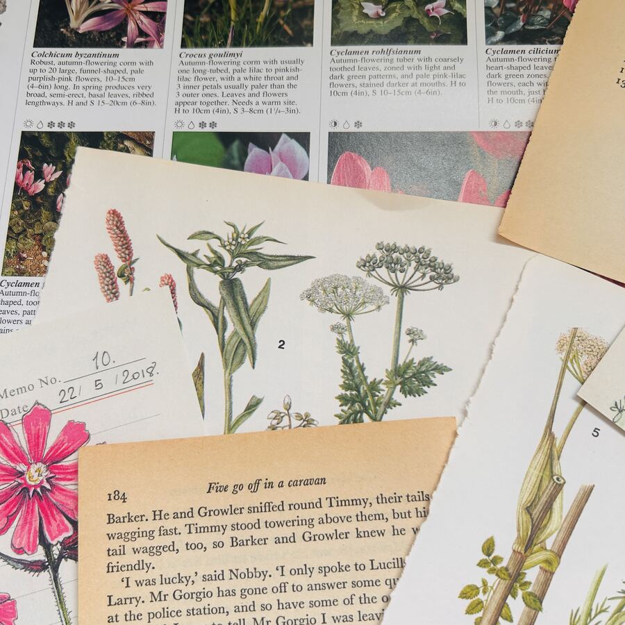Botanical print and a hand-drawn red campion memo page