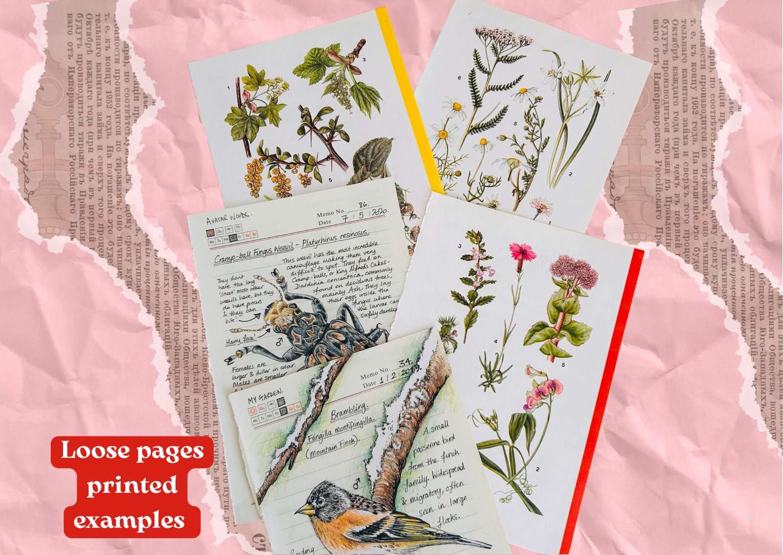 Loose printed botanical pages with hand-drawn birds and wildflowers