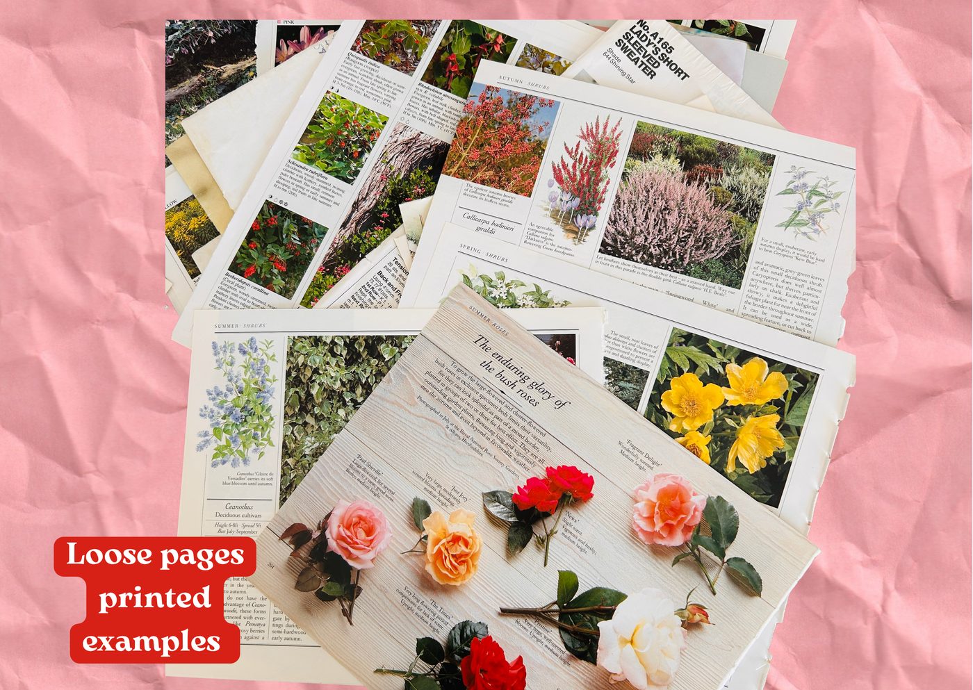 Loose printed pages torn from old books &mdash; botanical illustrations, rose and shrub photographs, magazine cuttings, laid on pink crumpled paper