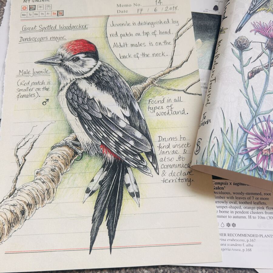 Hand-drawn woodpecker page from a nature journal